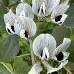 Vicia faba 花