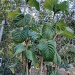 Palicourea rigida Habit
