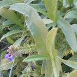 Anchusa officinalis Лист