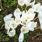 Colchicum speciosum Fleur