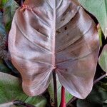 Philodendron erubescens Folio