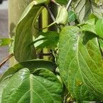 Passiflora ligularis Blatt