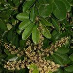 Frodinia gleasonii