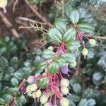 Berberis darwinii Blad