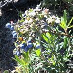 Vaccinium myrtilloides Fruit