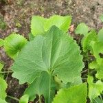 Doronicum columnae Leaf