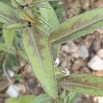 Clarkia amoena Blad