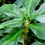 Ruellia brevifolia Natur