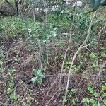 Feretia apodanthera Hábito
