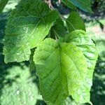 Morus indica Folha