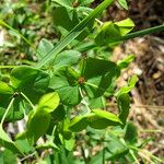 Euphorbia dulcis Otro