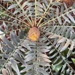 Encephalartos horridus Virág