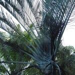 Dypsis decaryi Други