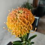 Leucospermum cordifolium Flower
