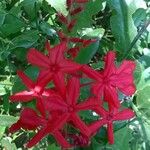 Plumbago indica Flor