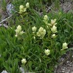Castilleja sulphurea Hábito