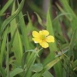 Ranunculus linguaBlüte