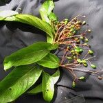 Nectandra purpurea Іншае