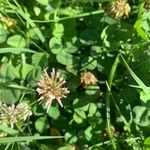 Trifolium repensFleur