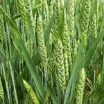 Triticum aestivum Frugt