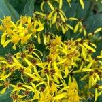 Senecio ovatus Flower
