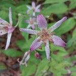 Tricyrtis formosana Flor