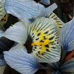 Iris reticulata Flor