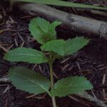 Veronica americana Bark