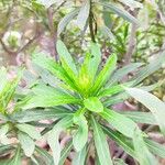 Echium giganteum Lehti