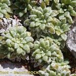 Saxifraga crustata 形态