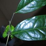 Diospyros bipindensis Fruto