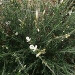 Cytisus multiflorus 葉