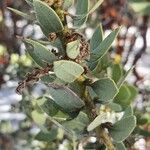 Arctostaphylos pringlei Leaf