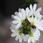 Scaevola plumieri Flower