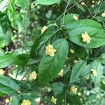 Euonymus americanus 葉