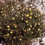 Hieracium intybaceum Хабит