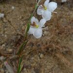 Gayophytum eriospermum Kukka