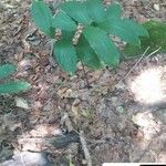 Maianthemum racemosum Blatt