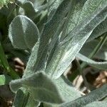 Centaurea graminifolia Blatt