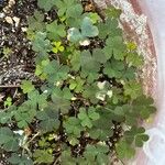 Oxalis exilis Hoja