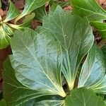 Pachysandra terminalis Leaf