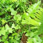 Lactuca biennis Habitatea