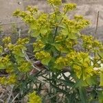 Euphorbia serrata Õis