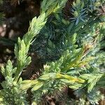 Juniperus squamata Fuelha