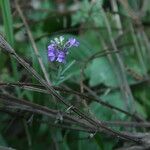 Linaria purpurea 花