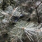 Abies concolor Листок