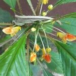 Impatiens auricoma Blomst