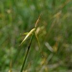 Carex pauciflora Bloem
