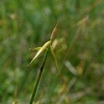 Carex pauciflora Blodyn