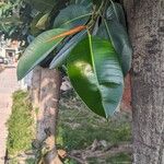 Ficus elastica Blad
